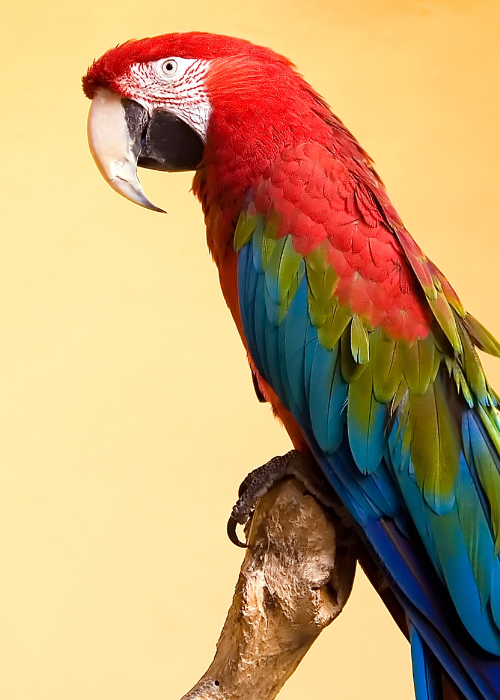 Vibrant peroki bird showcasing stunning red, green, and blue plumage.