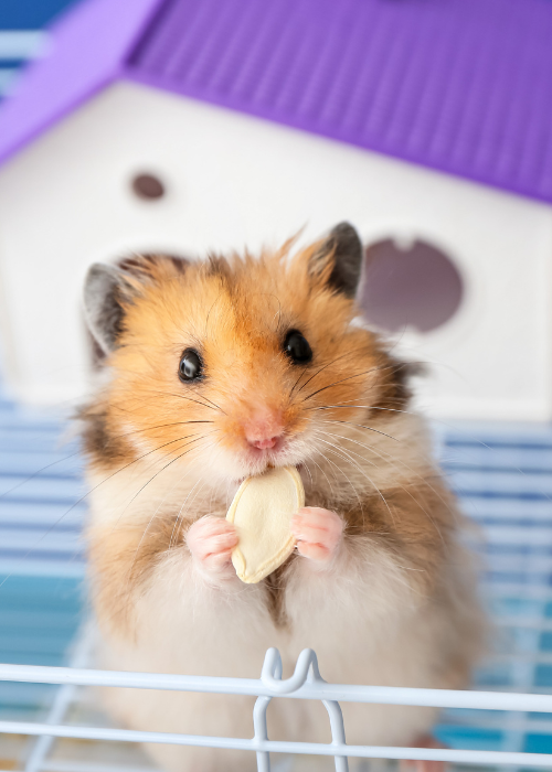 Adorable hamster munching on food in its cozy habitat