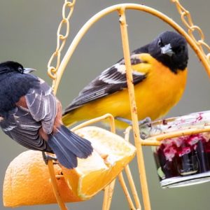 What bird feeder should i get?